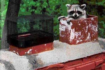 CHIMNEY ANIMAL & NEST REMOVAL