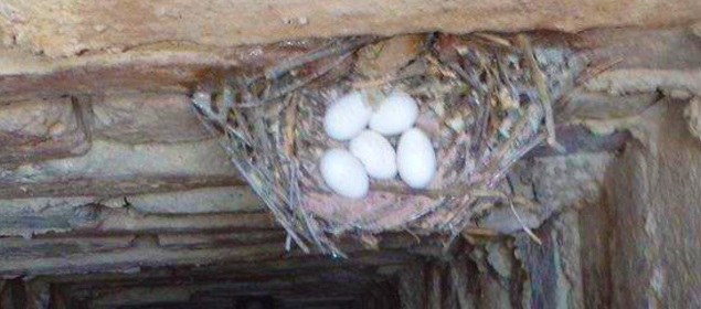 CHIMNEY ANIMAL & NEST REMOVAL