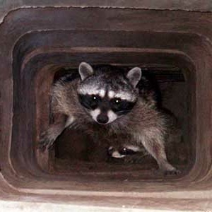 CHIMNEY ANIMAL & NEST REMOVAL 